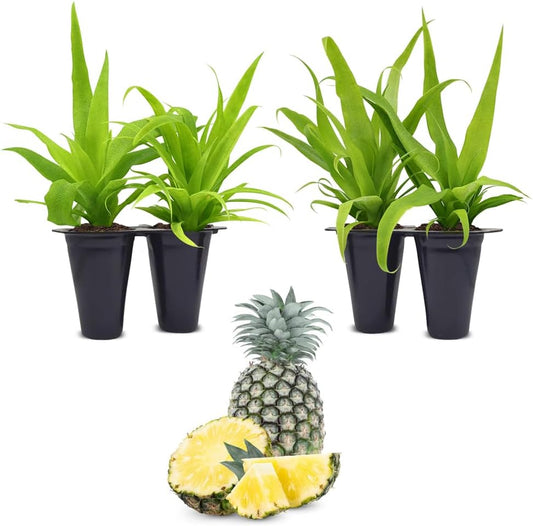 Pineapple Plant White Jade (4 Pack) | Grow Your own Food on Your Edible Organic Garden | Easy to