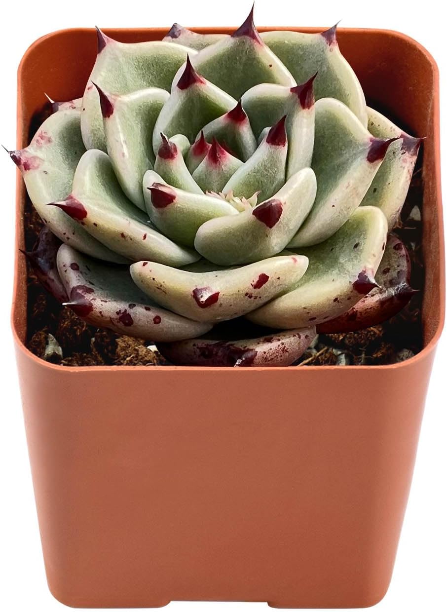Live Succulent Echeveria Agavoides 'Halloweens', Approx 2-inch Large, Potted Succulents, Fully