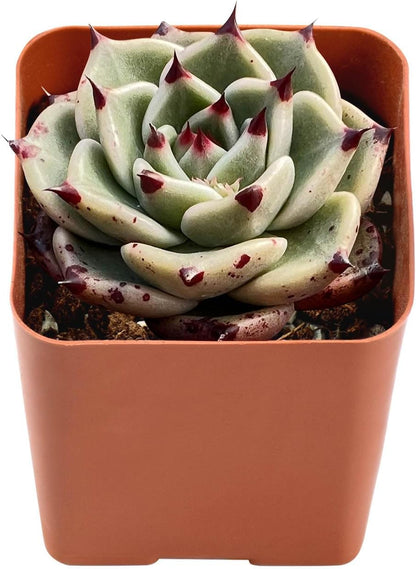 Live Succulent Echeveria Agavoides 'Halloweens', Approx 2-inch Large, Potted Succulents, Fully