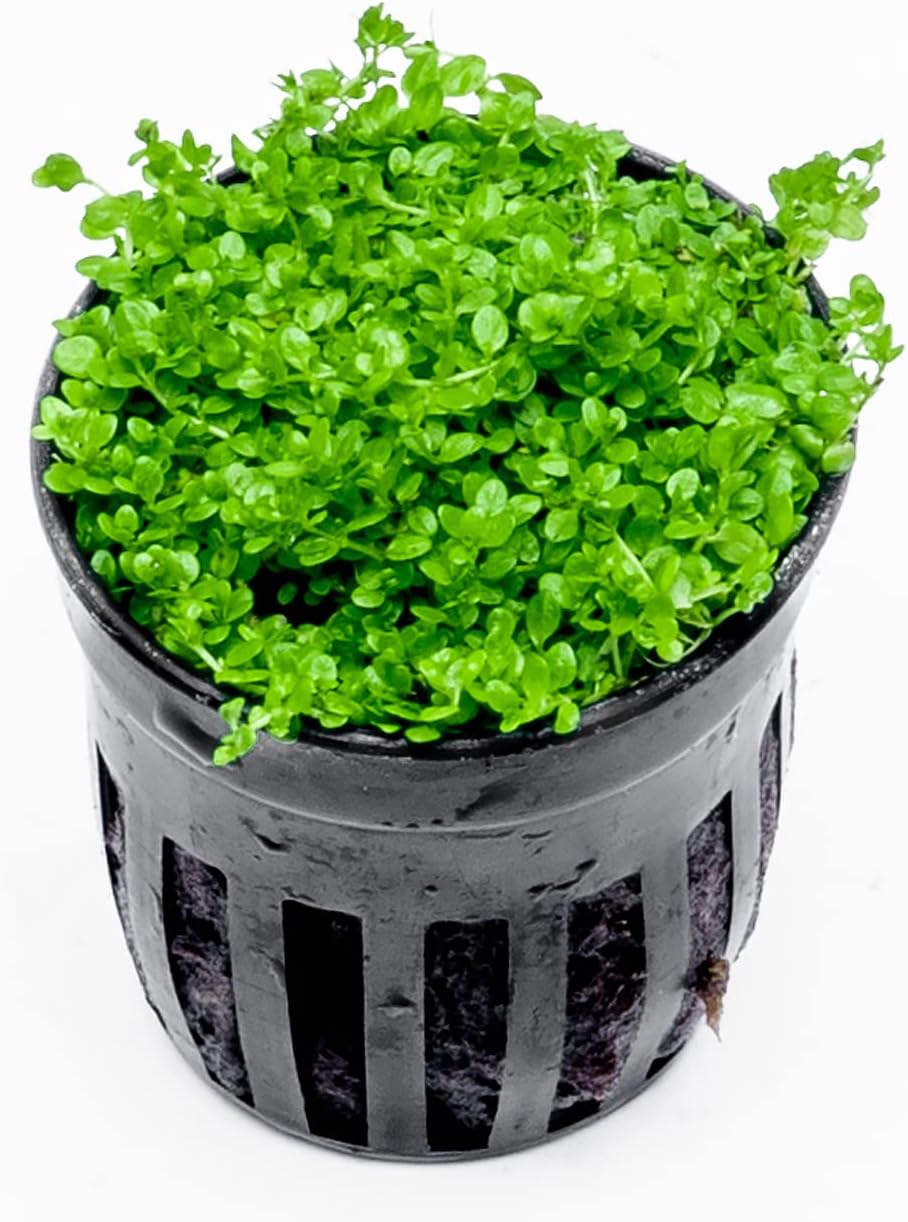 SubstrateSource Live Aquarium Stem Plants - Freshwater Aquatic Plant for Fish Tanks, Aquascaping