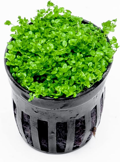 SubstrateSource Live Aquarium Stem Plants - Freshwater Aquatic Plant for Fish Tanks, Aquascaping