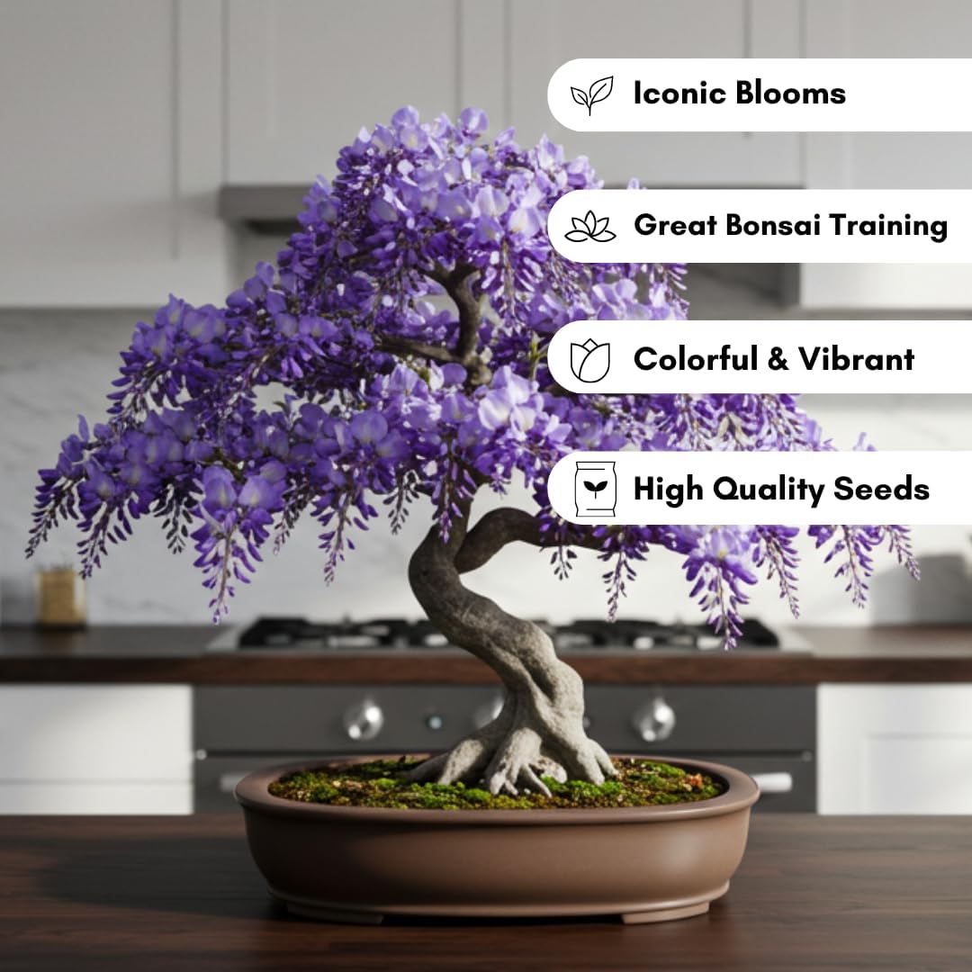 Chinese Wisteria Bonsai Tree Seedling for Planting - 1 Year Old Well Rooted Seedling - Fast-Growing