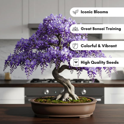 Chinese Wisteria Bonsai Tree Seedling for Planting - 1 Year Old Well Rooted Seedling - Fast-Growing