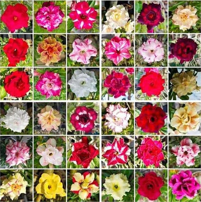 20 Desert Rose Seeds for Planting Mixed Color Ready to Grow Adenium Obesum Seeds Exotic Succulent