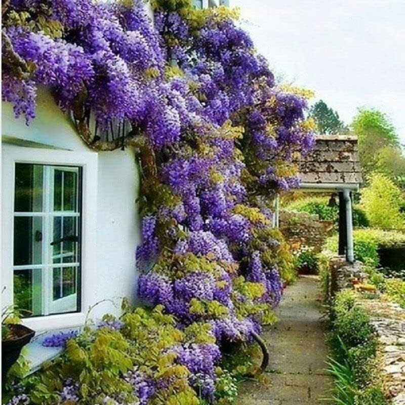 2 Blue Flowering Chinese Wisteria Vines - 6-12" Tall Live Plants - Wisteria Seedlings - Wisteria