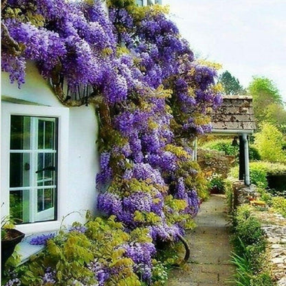 2 Blue Flowering Chinese Wisteria Vines - 6-12" Tall Live Plants - Wisteria Seedlings - Wisteria