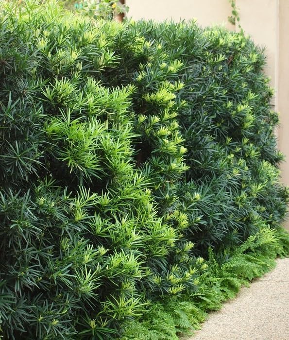 Podocarpus Japanese Yew | 1 Large Gallon Size Plant | Podocarpus Macrophyllus | Evergreen Shrub