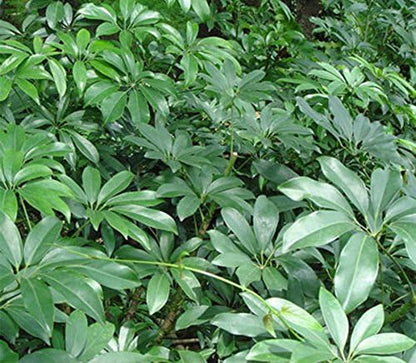 American Plant Exchange Schefflera Arboricola – 10-Inch Pot – Live Easy Care Tropical Shrub