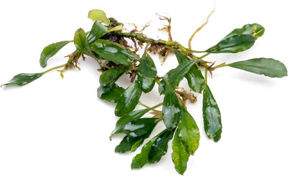 SubstrateSource Bucephalandra Black Tears Live Aquarium Plant - Natural Freshwater Fish Tank