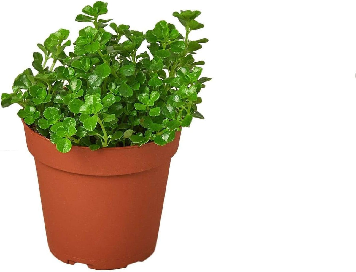 Nettle Baby's Tear Live Plant for Indoor | Different Houseplants in 3'' Pot | Real House Plant for