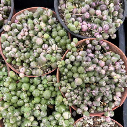 Variegated String of Pearls Plant Live, Succulent Trailing Vine, Indoor Houseplant Live in Pot