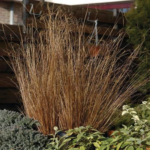 Outsidepride Carex Red Rooster Ornamental Grass Seed – 400 Pcs. Perennial, Low-Maintenance