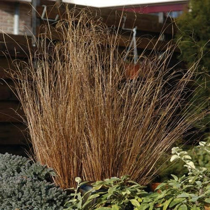 Outsidepride Carex Red Rooster Ornamental Grass Seed – 400 Pcs. Perennial, Low-Maintenance