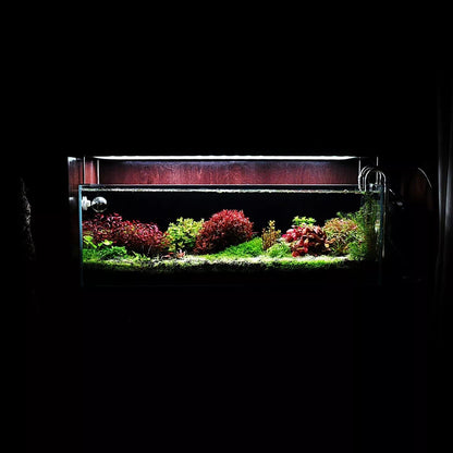 SubstrateSource Live Aquarium Red Stem Plants - Freshwater Aquatic Plant for Fish Tanks