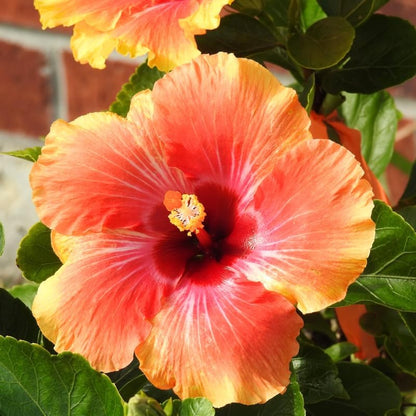 Sunset Hibiscus Plant Live, Hardy Hibiscus Flowers Colorful Blooms for Outdoor Landscapes, 8-10