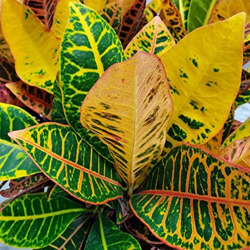 Croton Petra Plant - Tropical Foliage Plant Live - Overall Height 20" to 24" - Tropical Plants of