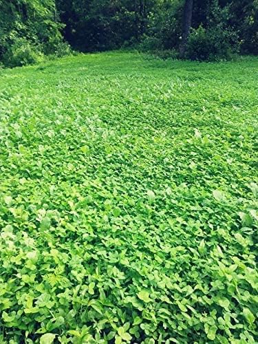 Pure Whitetail Clover/Chicory | Select Seed Blends | All Season Whitetail Deer & Turkey Perennial