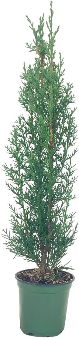 Italian Cypress Tree | 10 Live 4 Inch Pots | Cupressus Sempervirens | Formal Elegant Mediterranean
