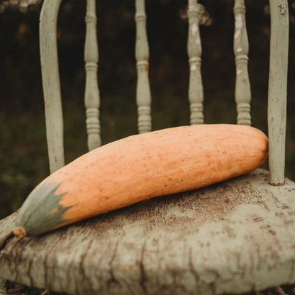 North Georgia Candy Roaster Squash - 25 Seeds - Extra Sweet Heirloom Banana Squash Variety, Non-GMO