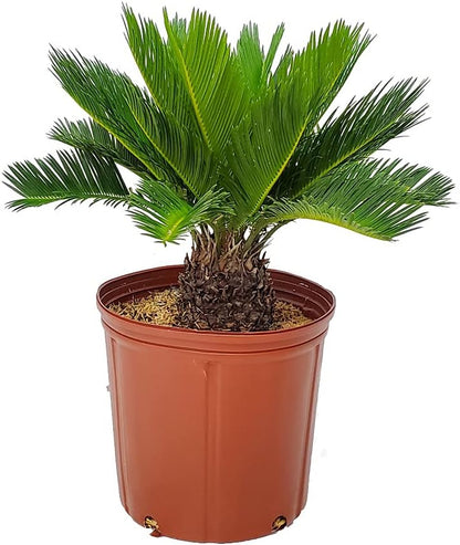 Sago Palm Tree - Cycas Revoluta - Overall Height 16" to 22" - Tropical Plants of Florida (Plant