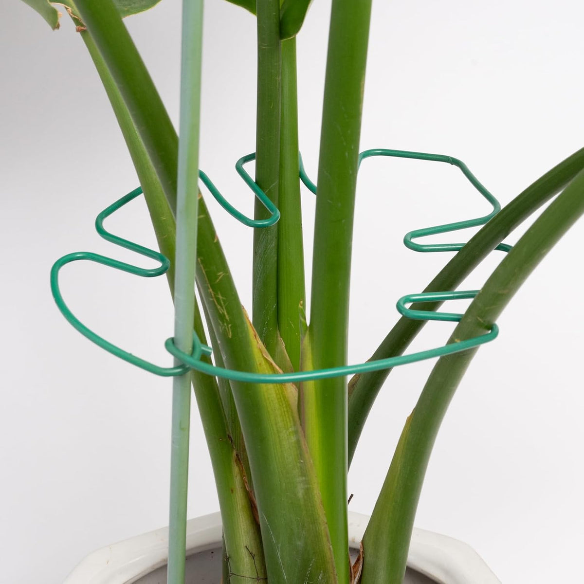 5PCS Monstera Plant Stem Support 7.3*6.25IN Adjustable Holder for Indoor Plants, Durable Metal