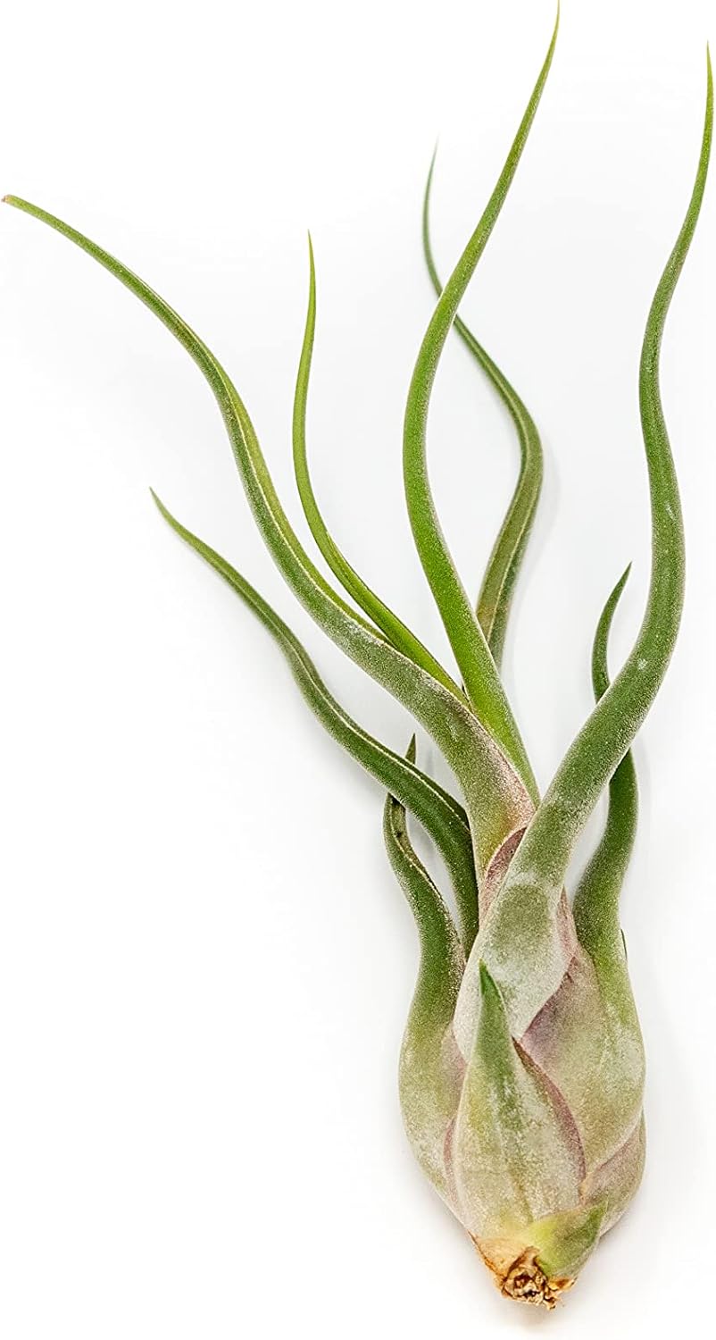 Tillandsia Caput Medusae Air Plants - Live Succulent House Plants - Available in Wholesale and Bulk