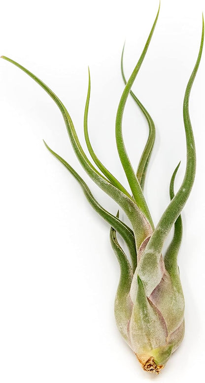 Tillandsia Caput Medusae Air Plants - Live Succulent House Plants - Available in Wholesale and Bulk