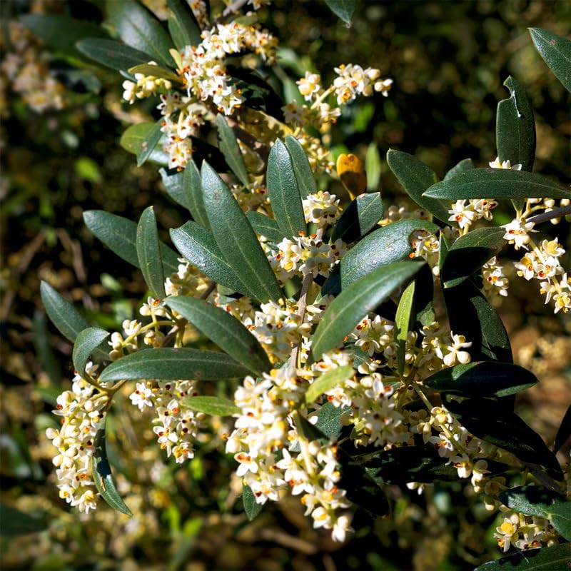 Olive Tree Mission (4 Pack) Real Olea Europaea | Easy to Grow Plants | Great Gift for Celebrations