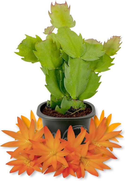 Orange Christmas Cactus - Live Starter Plants - Schlumbergera Bridgesii - Beautiful Colorful