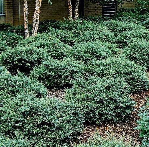 Helleri Holly Shrub | 10 Live Plants I Ilex Cornutal | Compact Evergreen Ideal for Low Borders