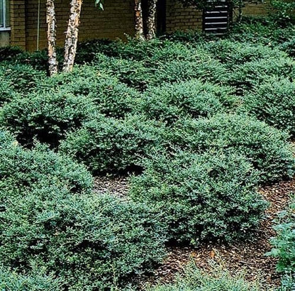 Helleri Holly Shrub | 3 Live Plants I Ilex Cornutal | Compact Evergreen Ideal for Low Borders