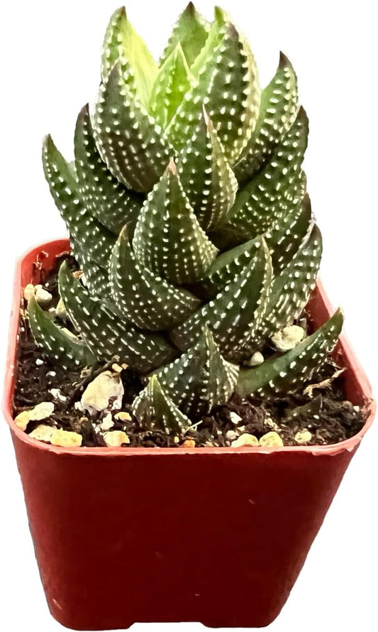 Live Succulent Haworthia coarctata f. chalwinii, Approx 2-inch Large, Potted Succulents, Fully