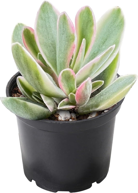 2" Rare Succulent Variegated Money Maker Plant, Live Succulents Plants Fully Rooted in Grower Pots