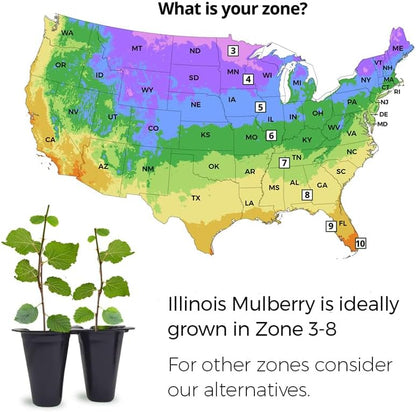 Mulberry Illinois Everbearing Plant (4 Pack) | Real Live Fruit Plants for Sale| Easy to Grow Live