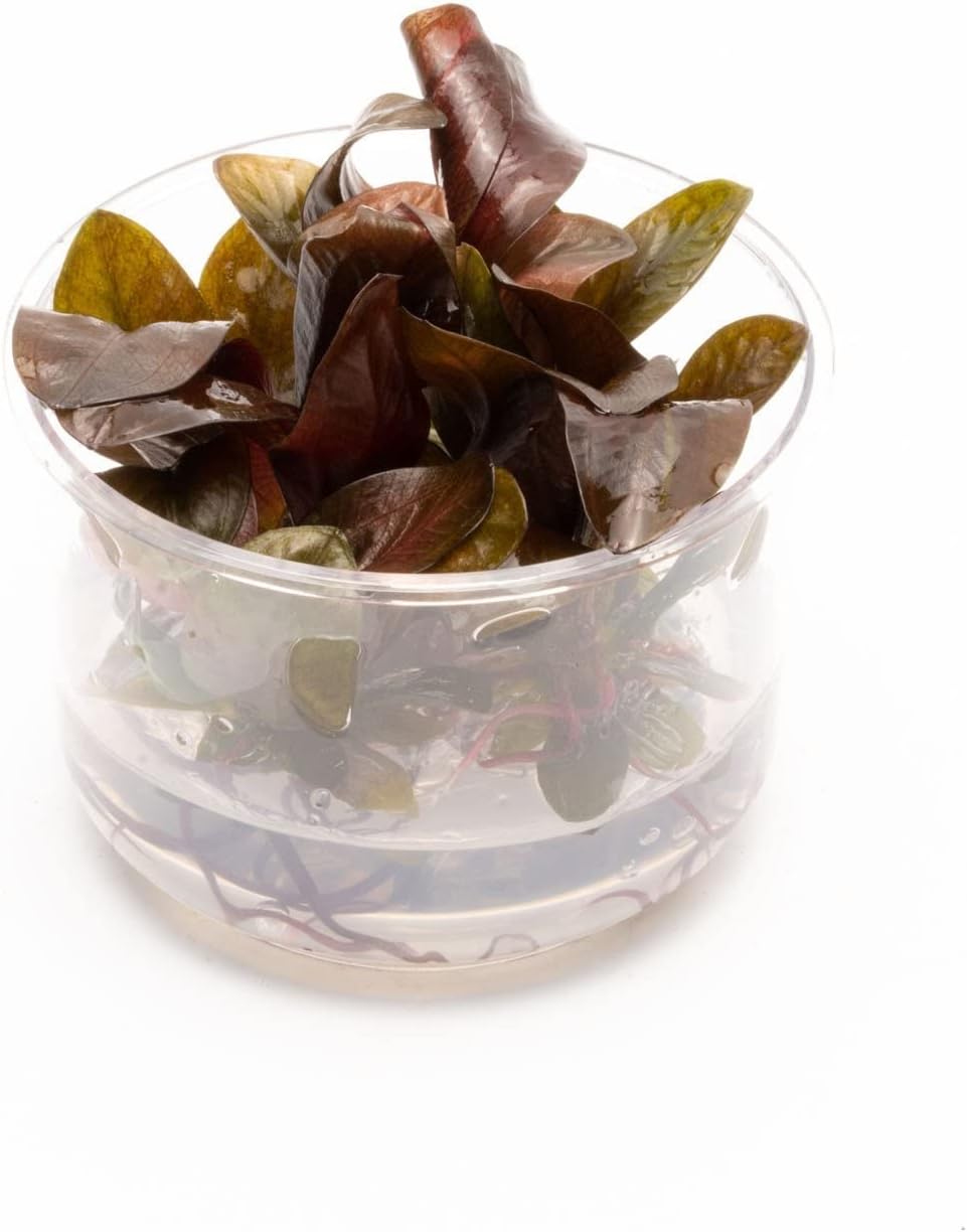 Ultum Nature Systems Echinodorus Reni Sword Tissue Culture Live Plant for Aquarium, Freshwater Fish