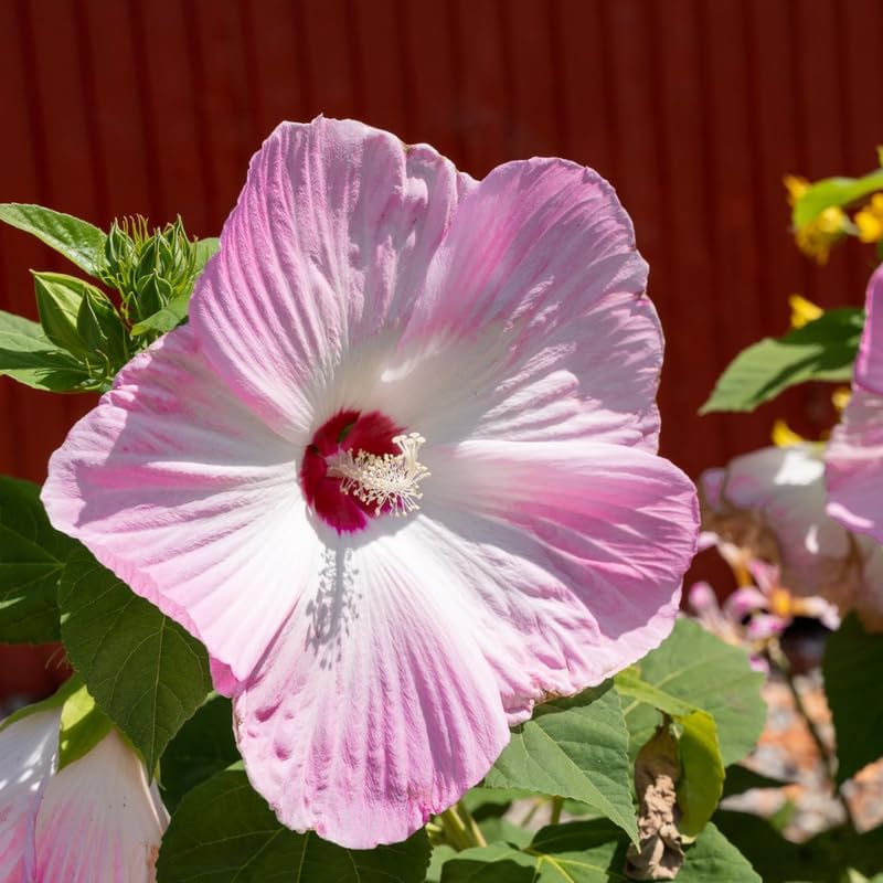 Random Hibiscus Plant Live, Hardy Hibiscus Flowers Colorful Blooms for Outdoor Landscapes, 8-10