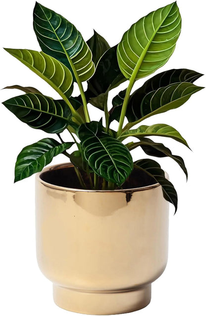 LB Gold Ceramic Planters for Indoor Plants, Succulent Plant Pots Ceramic Flower Pots, Modern Plant