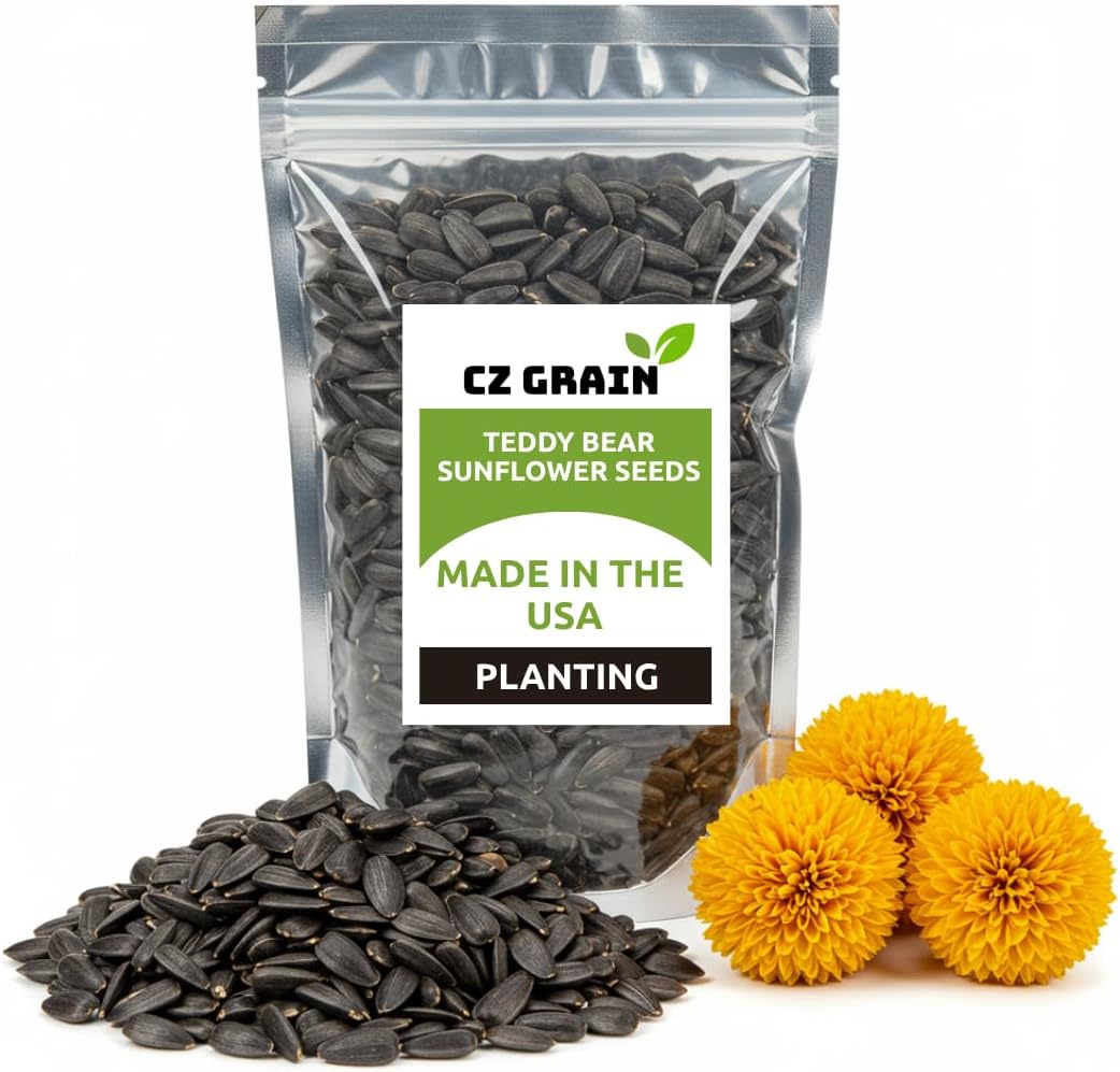 100 Teddy Bear Sunflower Seeds for Planting – Ultra-Fluffy Golden Blooms with Round Heads – Perfect
