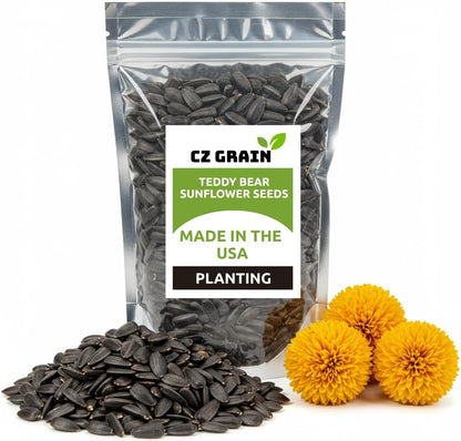 100 Teddy Bear Sunflower Seeds for Planting – Ultra-Fluffy Golden Blooms with Round Heads – Perfect