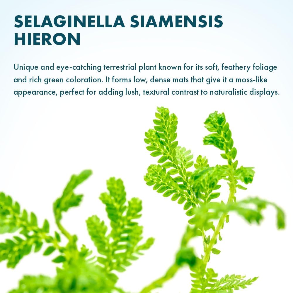 SubstrateSource Live Plants - Selaginella Siamensis (Selaginella siamensis) - Low to Medium Light