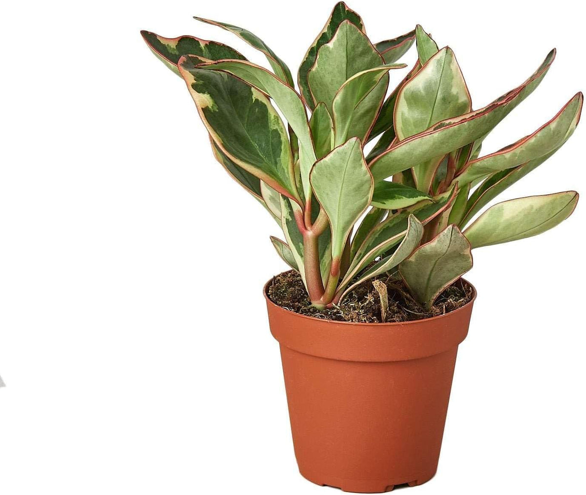 Peperomia Ginny Live Plant for Indoor | Different Houseplants in 3'' Pot | Real House Plant for