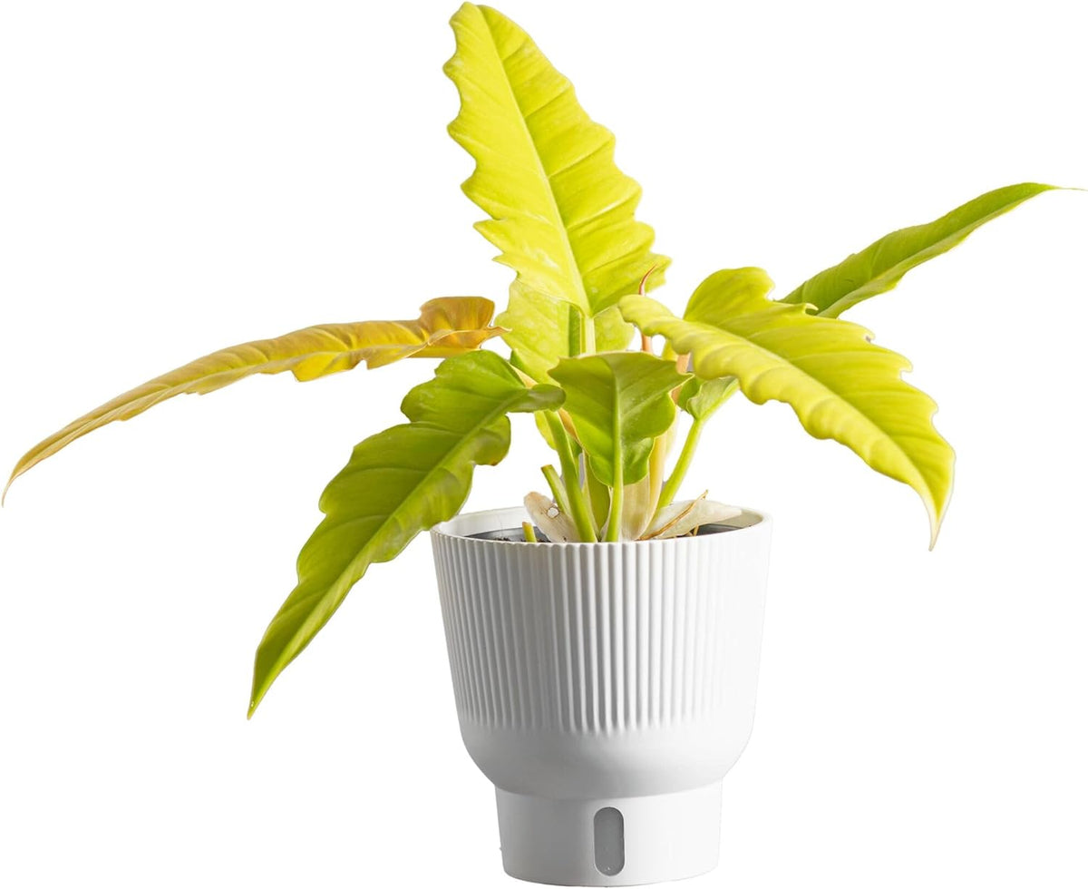 Costa Farms Philodendron Golden Crocodile, Rare Unique Live Indoor Plant in 6-Inch Self-Watering