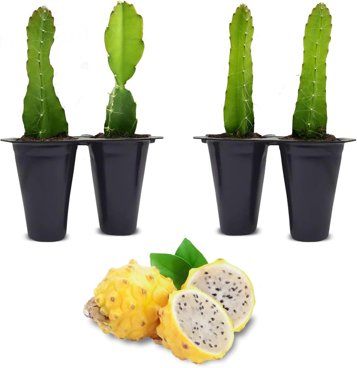 Dragon Fruit Yellow Dragon (4 Pack) | Real Live Fruit Plants for Sale | Rare Exotic Variety | Sweet
