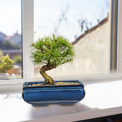 Set of 2 Blue Glazed Ceramic Bonsai Pots, 9.8" & 7.4" Rectangular Bonsai Pots Planters with