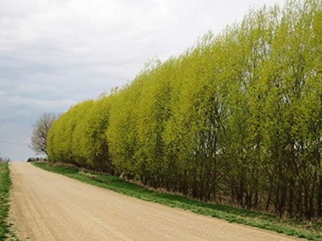 50 Hybrid Willow Trees - Fast Privacy Trees or Shade - Austree Willow Grow 6-10 Feet Per Year