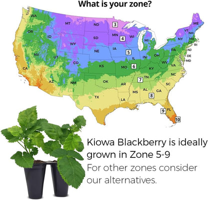 BlackBerry Thorny Plants Kiowa (4 Pack) Live for Sale | Easy to Grow Plants | Edible Fruit Plant