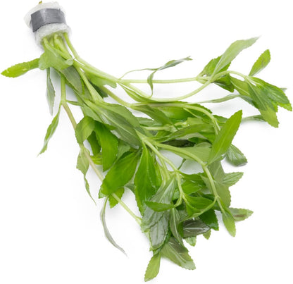 SubstrateSource Live Aquarium Stem Plants - Freshwater Aquatic Plant for Fish Tanks, Aquascaping