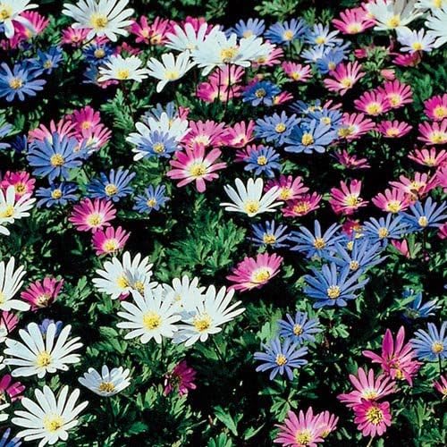 Anemone Blanda Mix Bulbs for Planting - Perennial, Attracts Bees & Showy Flowers | Blooms in Mid