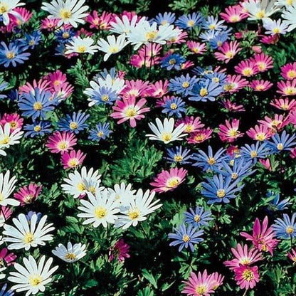 Anemone Blanda Mix Bulbs for Planting - Perennial, Attracts Bees & Showy Flowers | Blooms in Mid
