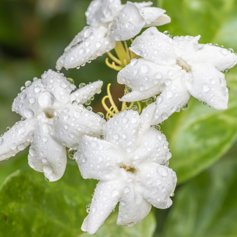 Jasmine Plant, Fragrant Jasmine Flower Vine 4-8 Inches Well Rooted for Container, Hanging Basket